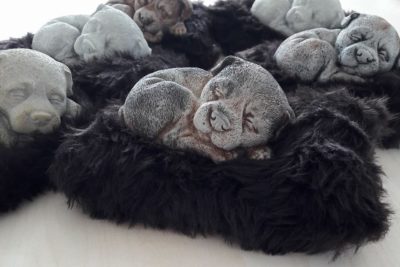 Schlafender Hundewelpe